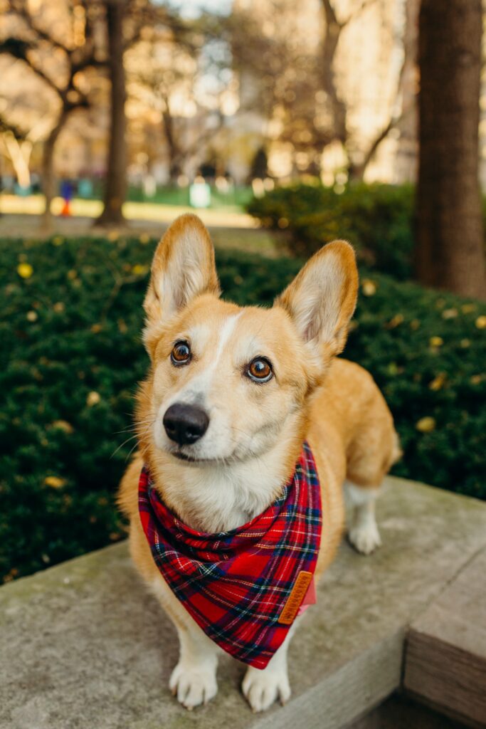 a corgi at Rittenhouse Square wearing a Christmas bandana during a Philadelphia pet photoshoot in December 