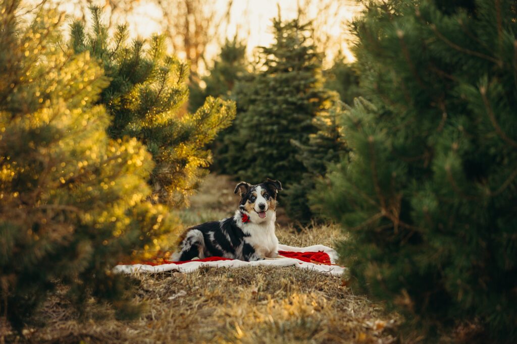 a dog laying on a santa-themed christmas blanket during a pet photoshoot at a Pennsylvania christmas tree farm 