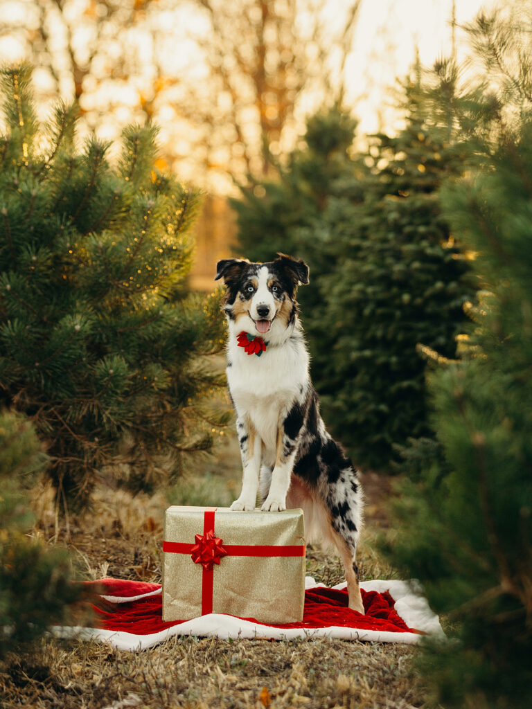 a mini australian shepherd standing on top of a wrapped christmas present at a Philadelphia Christmas tree farm