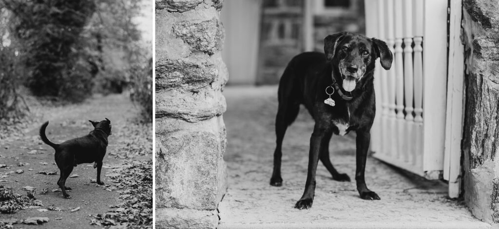 a Philadelphia dog exploring his neighborhood of Mt Airy 