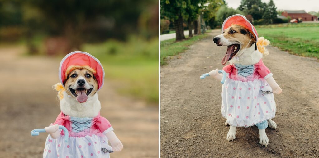 a Philadelphia dog in a Little Bo Peep halloween costume for a Halloween pet photo session 