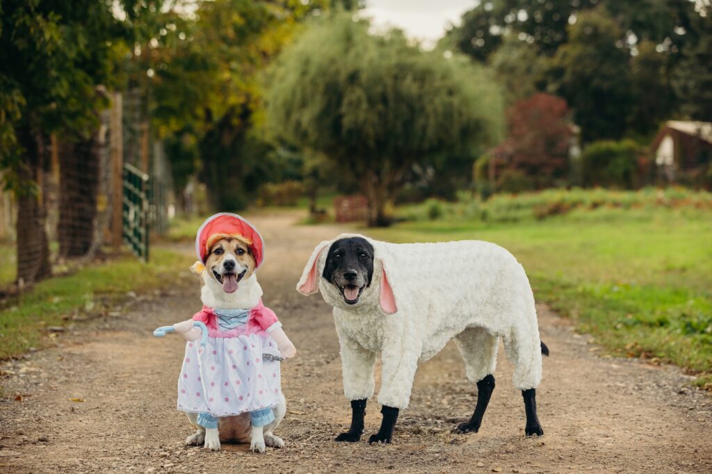 two philadelphia dogs in Halloween costumes, dressed as Little Bo Peep and her sheep, during a Halloween pet photoshoot 