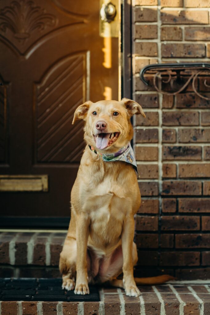 a dog during a lifestyle dog photoshoot in Philadelphia 