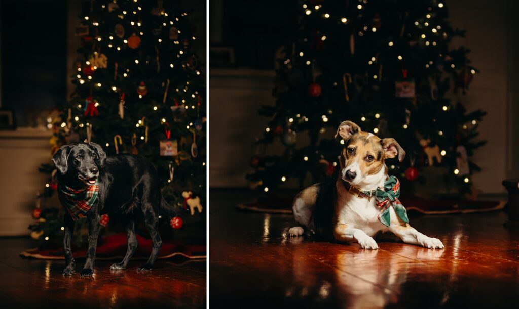 Philadelphia dogs in front of their christmas tree in their Mt Airy home for a Christmas photoshoot 