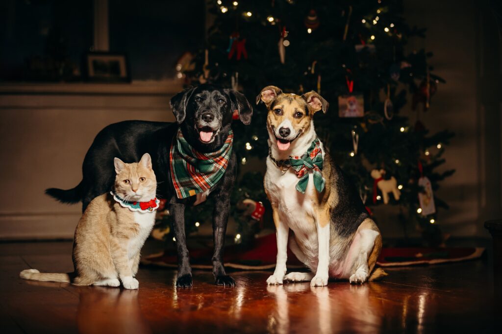 two dogs and a cat in their Philadelphia home in front of a Christmas tree during a Christmas photo session 