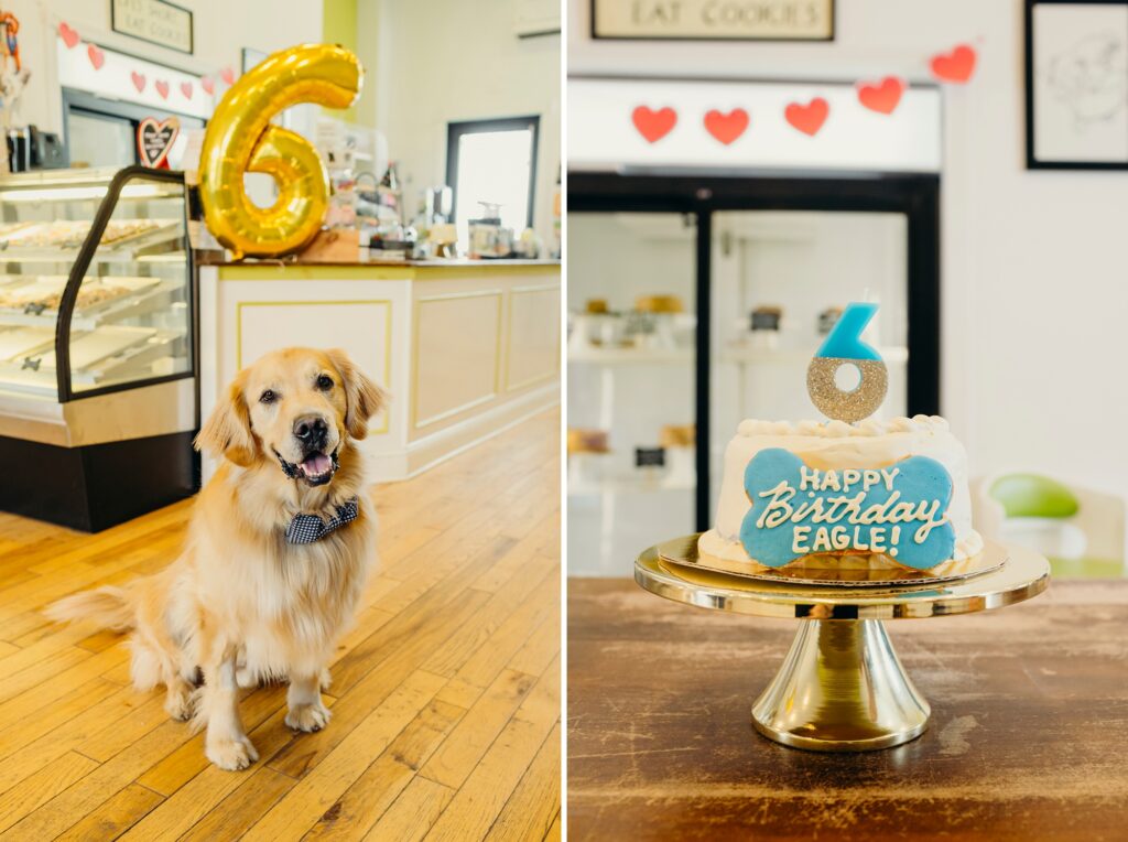 blue & white dog birthday cake from Pet Friendly Dog Bakery in Manayunk, Philadelphia 