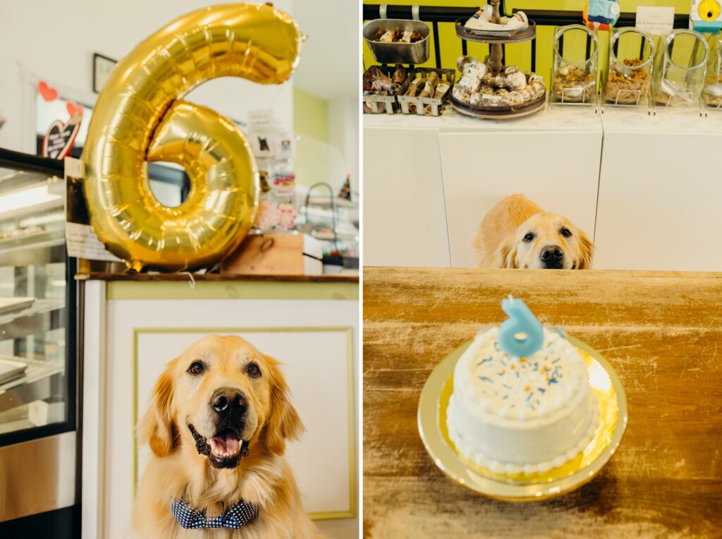 Golden retriever at his birthday party at Pet Friendly Dog Bakery in Manayunk in Philadelphia 