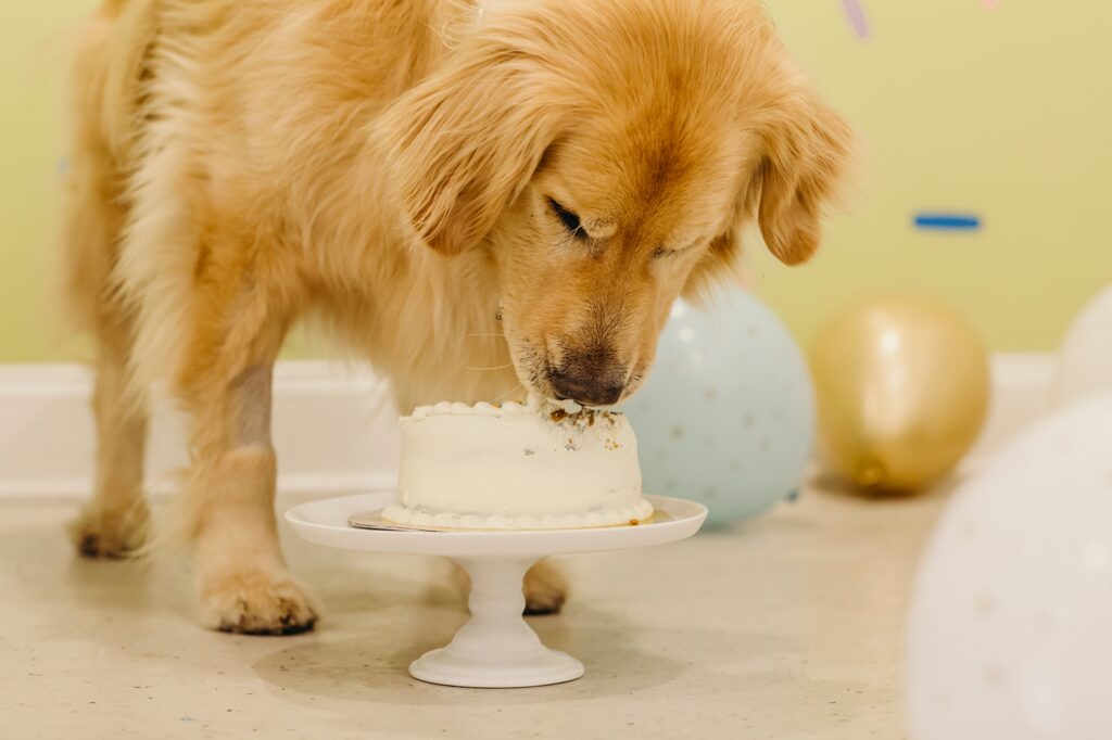 Golden Retriever eating his birthday cake during his birthday photoshoot at Pet Friendly Dog Bakery 