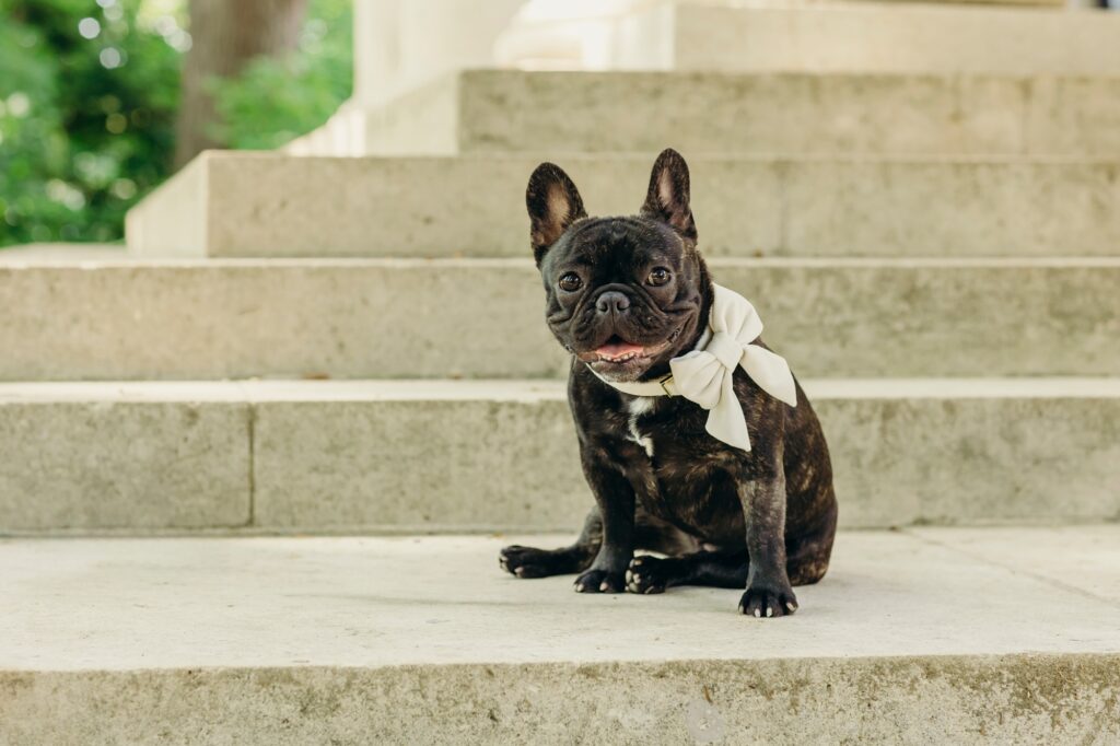 bulldog on the steps of the Rodin Museum during lifestyle pet shoot in Philadelphia