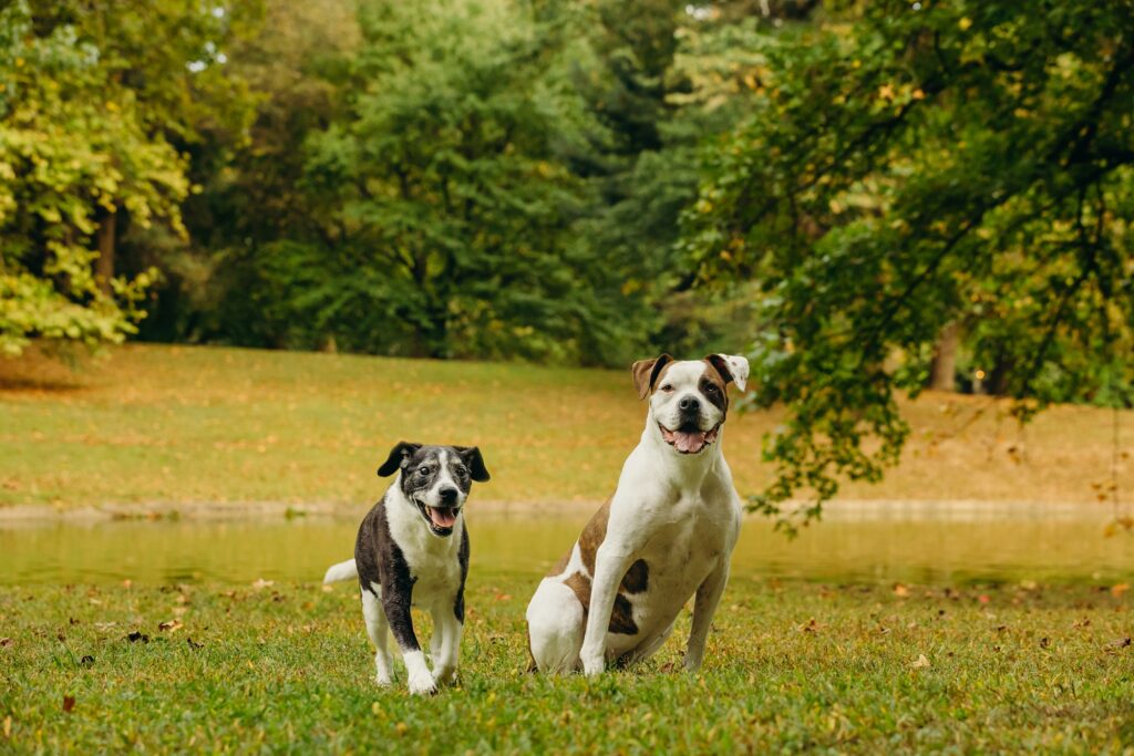 2 dogs at a Philadelphia park during a lifestyle pet photoshoot 