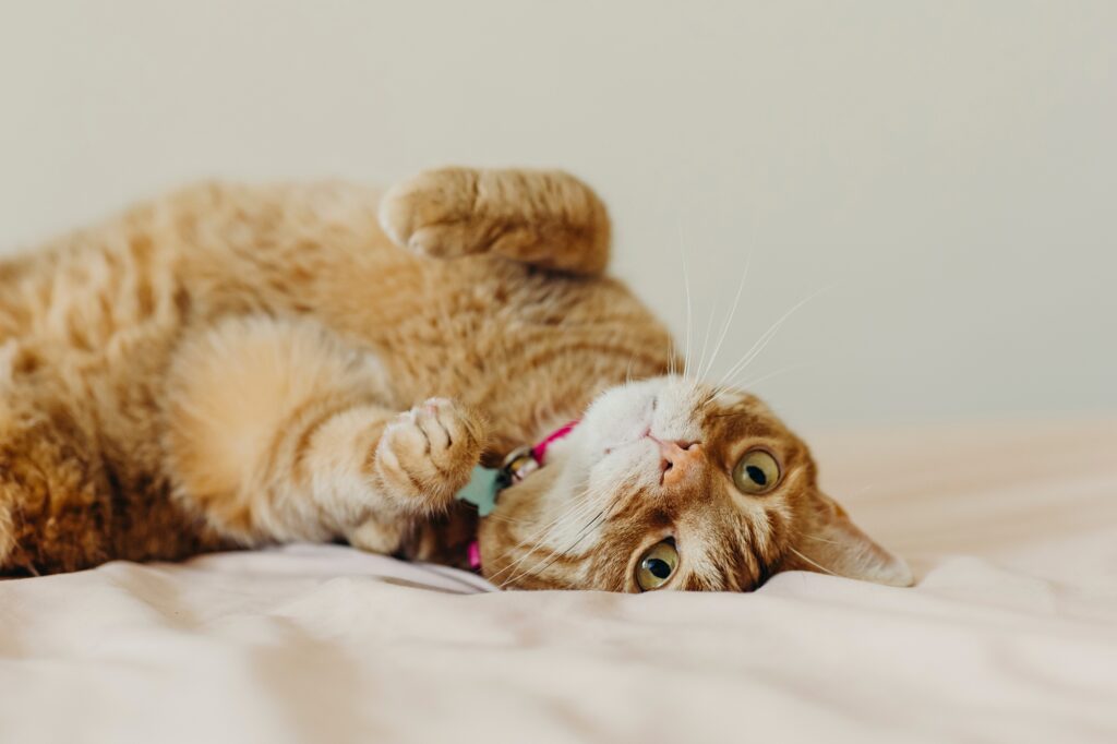 an orange cat being playful during his lifestyle pet photoshoot in Pennsylvania 