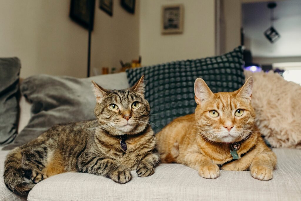 2 cats during a lifestyle pet photo session in South Philadelphia 