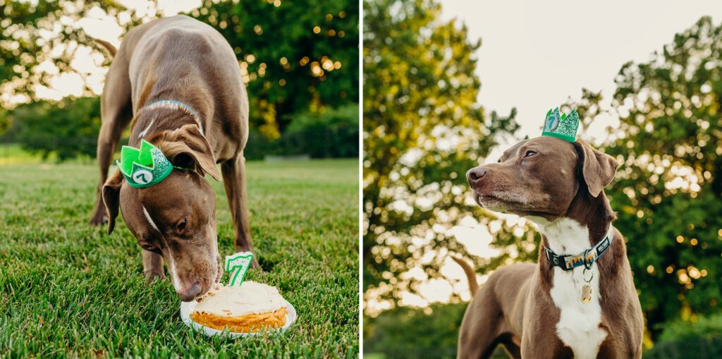 a dog eating his birthday cake during his birthday photoshoot in Philadelphia 