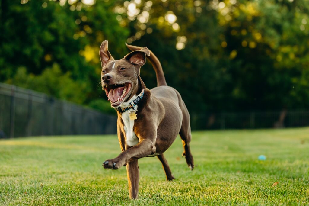 dog running through his backyard during lifestyle Philadelphia dog photoshoot 