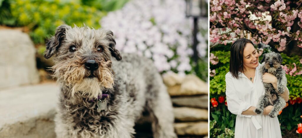 lifestyle pet photos in front of a cherry blossom tree in Pennsylvania 