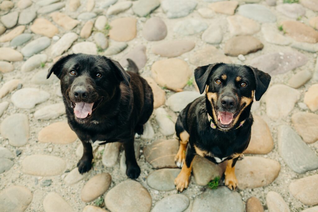 An Old City Philadelphia lifestyle dog photo session 