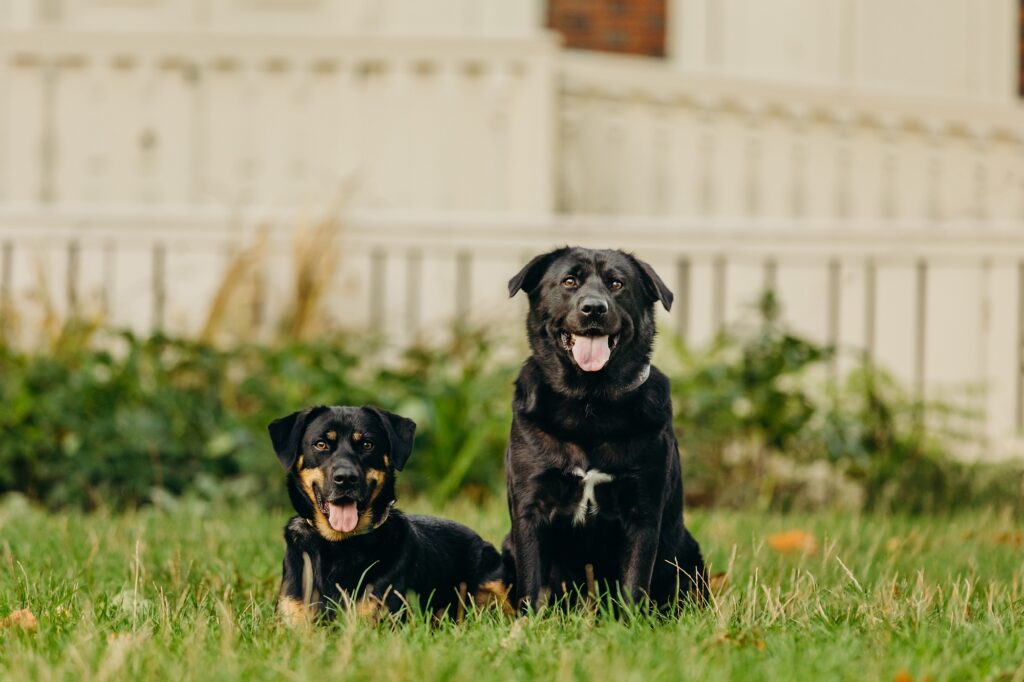 two dogs in Old City Philadelphia during their summer photoshoot 