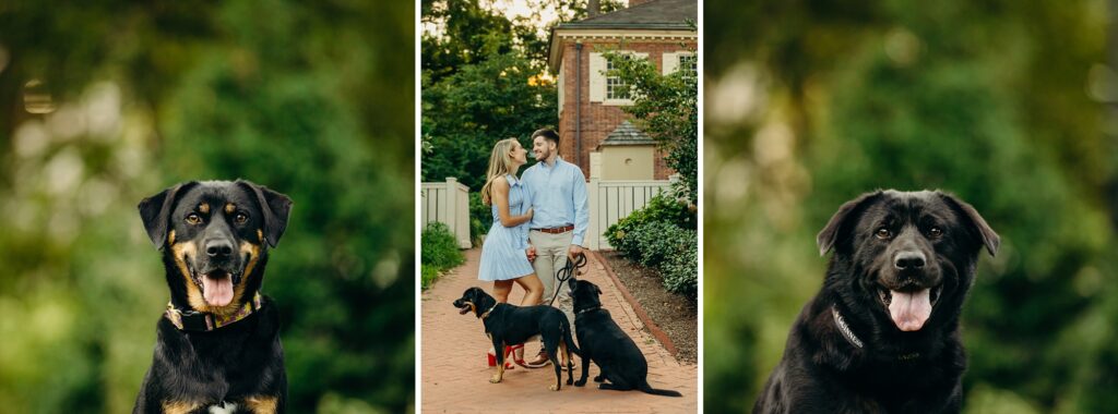 A couple with their dogs in Old City Philly during pet photoshoot 