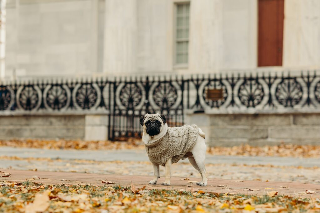 a pug in Old City Philadelphia during a fall pet photoshoot 