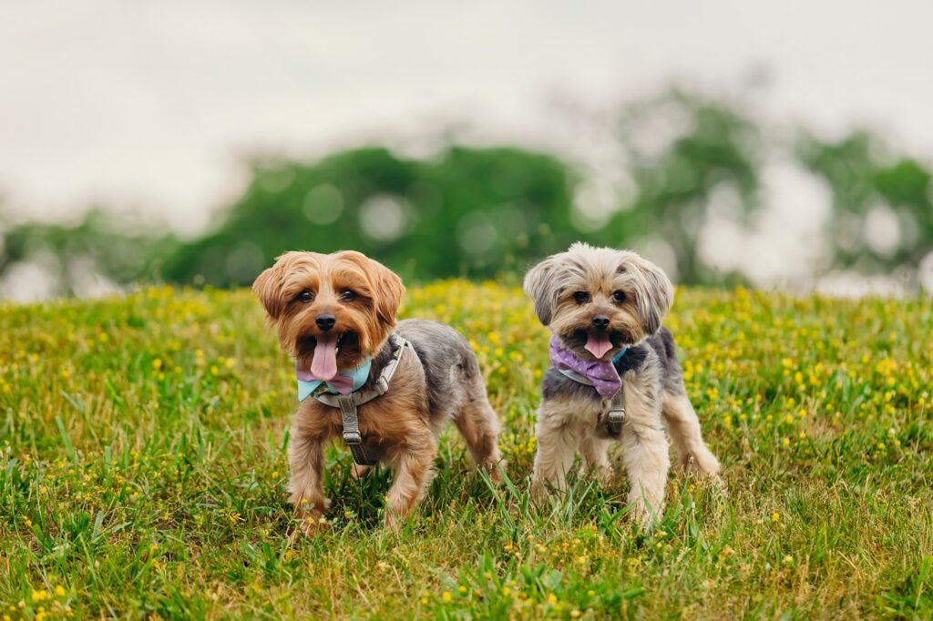 2 dogs during a summer pet photoshoot in Philadelphia 