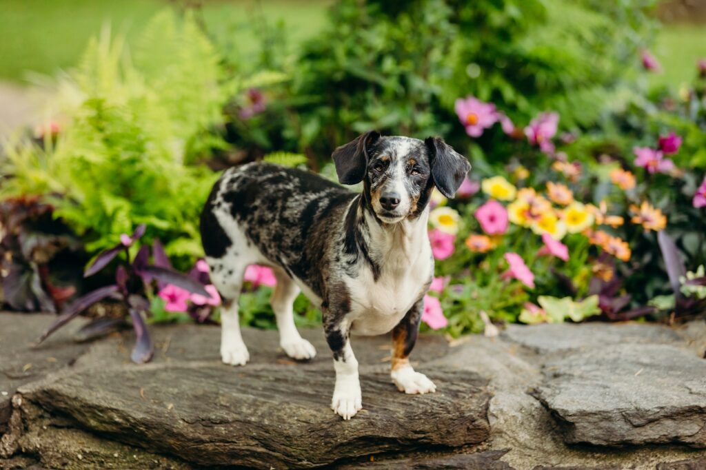 a wiener dog during a Spring photoshoot in Philadelphia 