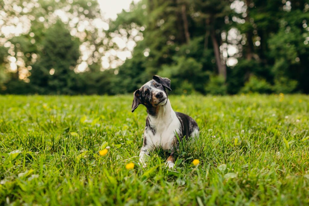 a wiener dog at a Philadelphia park during a lifestyle spring pet session