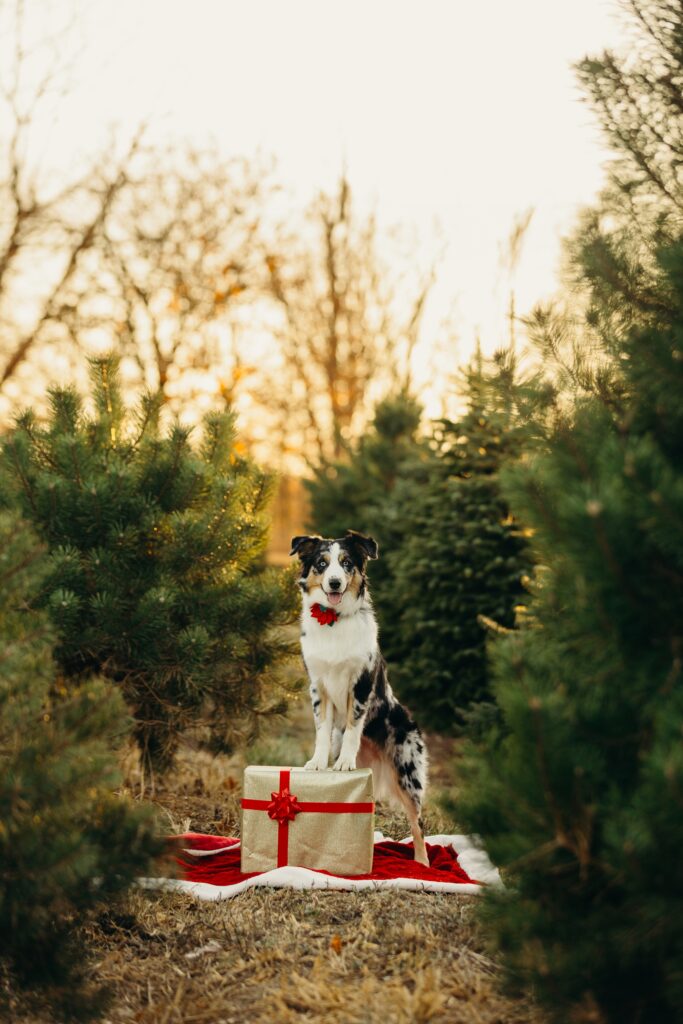 a Mini Australian Shepherd during her Christmas pet photoshoot at a Pennsylvania Christmas Tree Farm 