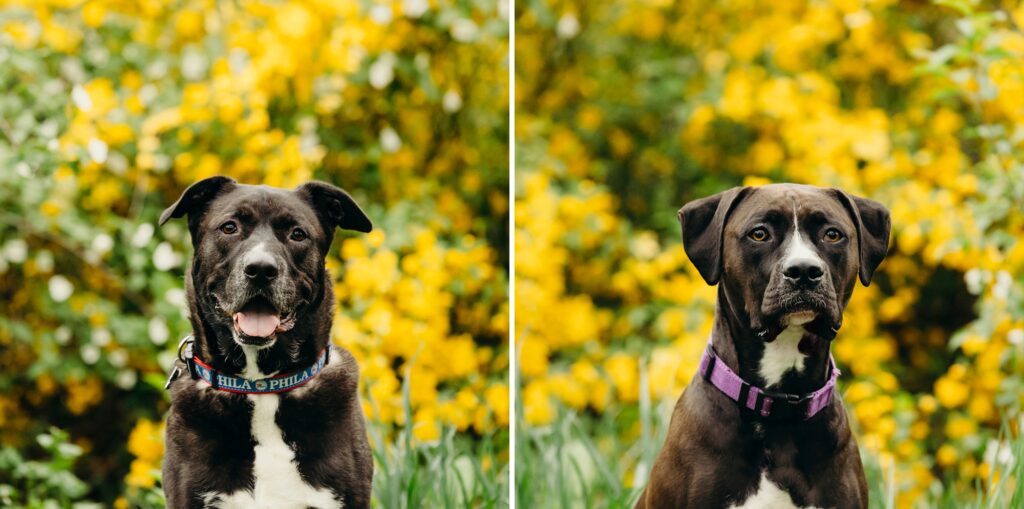 two dogs in front of a bed of flowers during lifestyle pet photoshoot in Philadelphia 