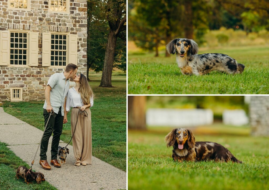 a Philadelphia couple during their proposal photoshoot with their dogs 