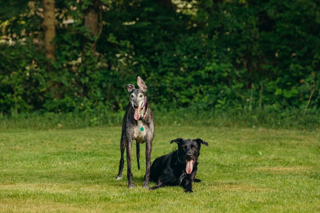 two dogs in Pennsylvania during their summer lifestyle photo session