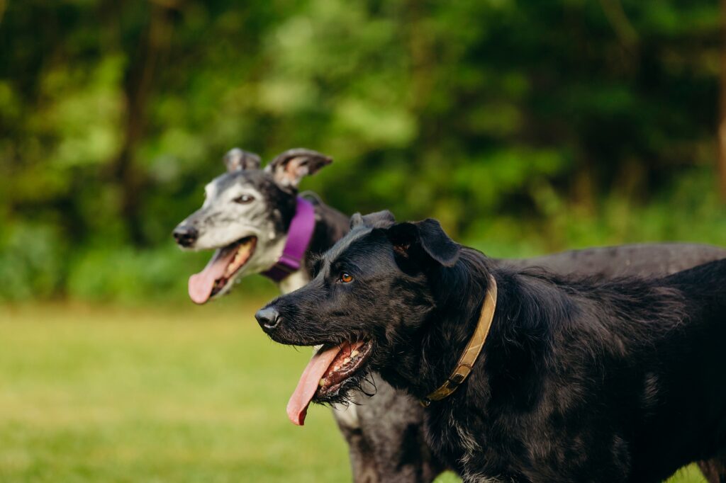 Lifestyle dog photoshoot in Pennsylvania 