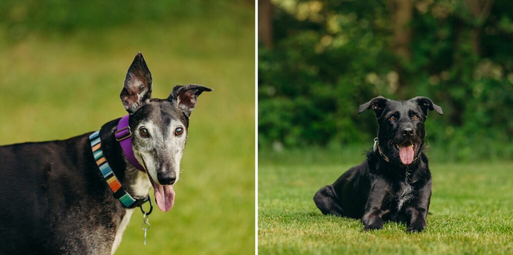 Backyard lifestyle pet photoshoot in Pennsylvania 