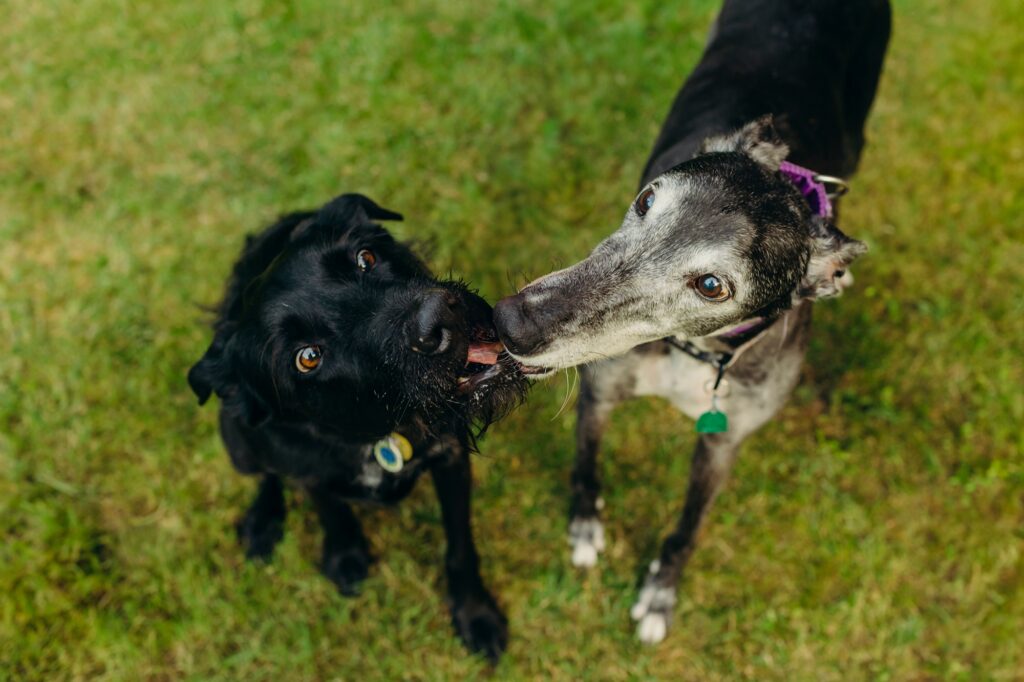 two dogs sharing a treat during their Philadelphia pet photoshoot 