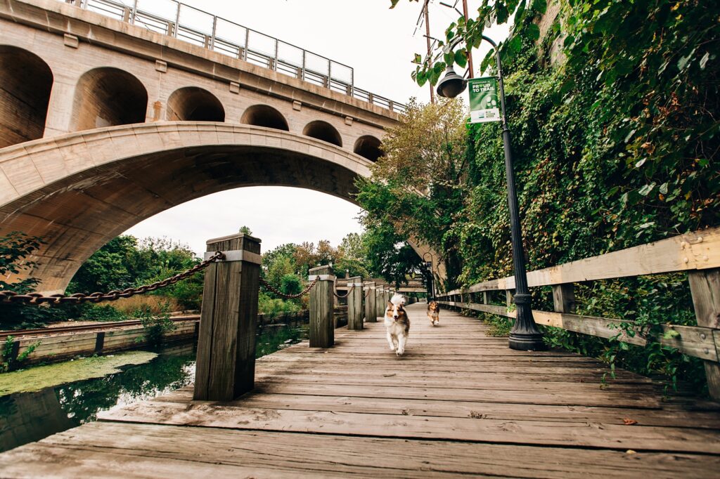 Two dogs running on the towpath in Manayunk. 