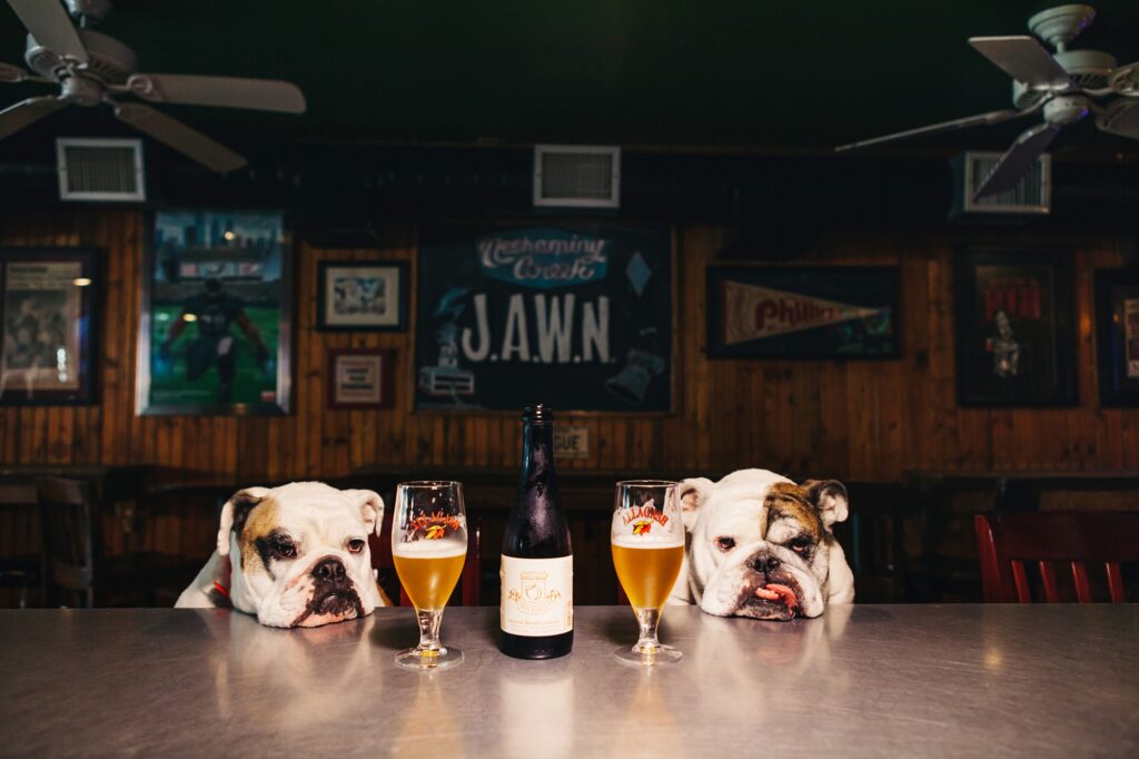 2 dogs sitting at a dog-friendly bar outside of Philadelphia, in Manayunk. 