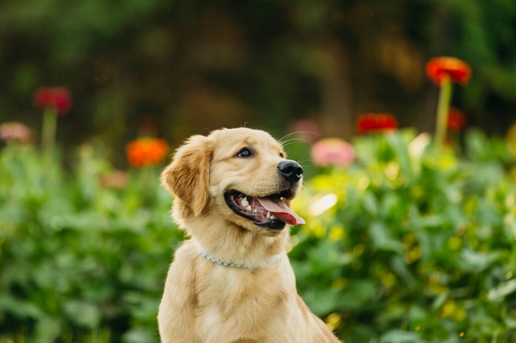 golden retriever puppy in front of flower beds at Maple Acres Farm during a summer pet session. 