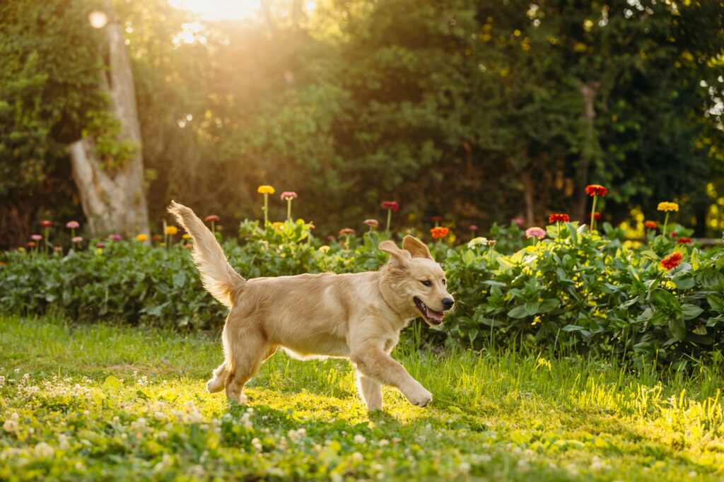 a golden retriever puppy running through a flower field during a summer pet photoshoot at Maple Acres Farm.