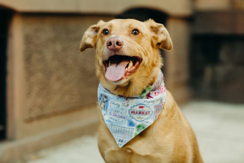 A Philadelphia dog during their early fall photoshoot wearing a Brixxy & Co. Philly bandana. 