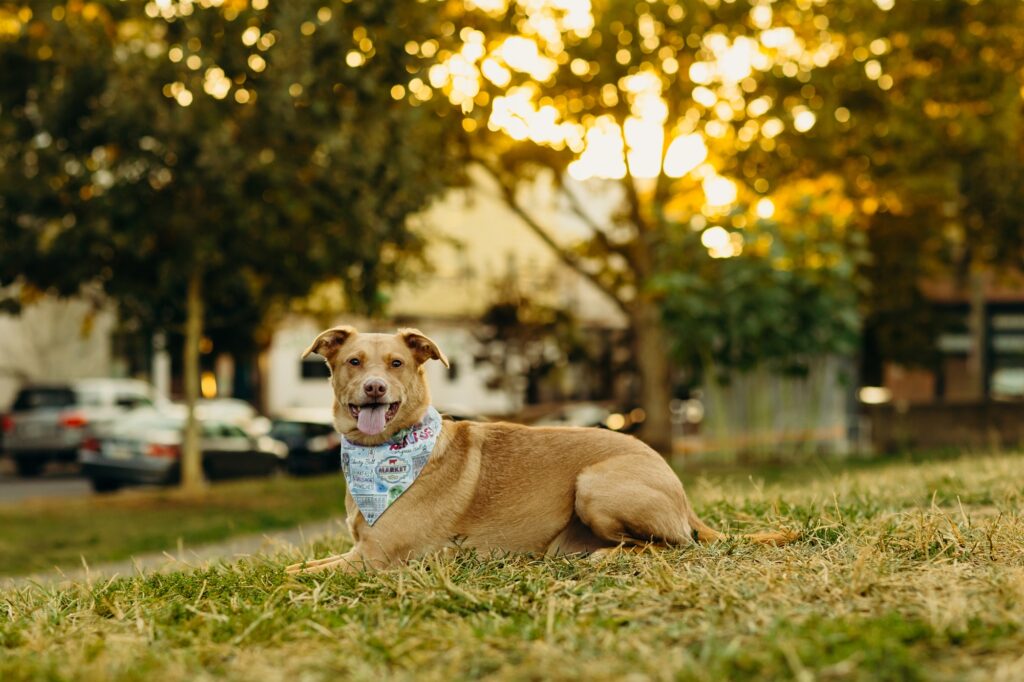 a fall lifestyle pet session in Center City Philadelphia. 