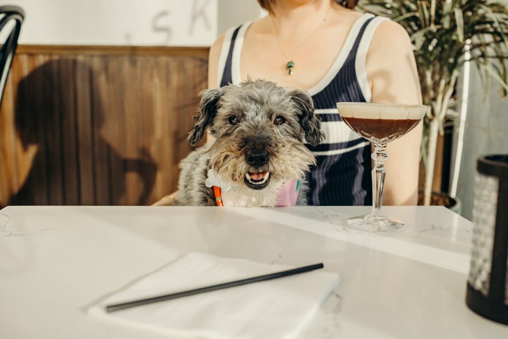 a small dog at a dog-friendly Philadelphia cafe with his owner as she drinks Espresso Martini's at Char & Stave's