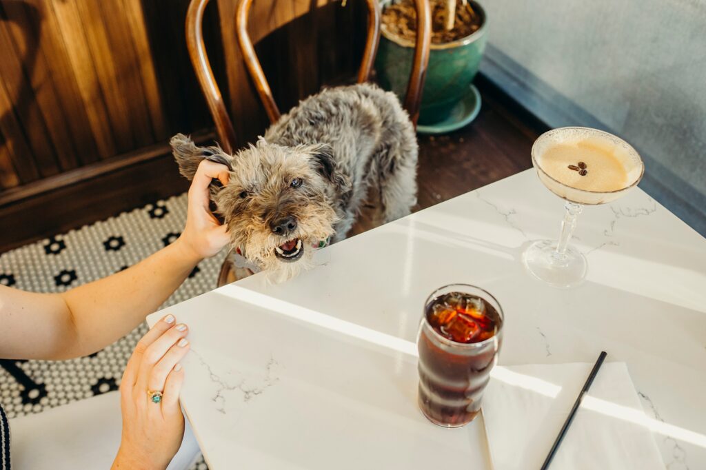 a lifestyle pet photoshoot of a dog at a Philadelphia dog-friendly cafe Char & Stav