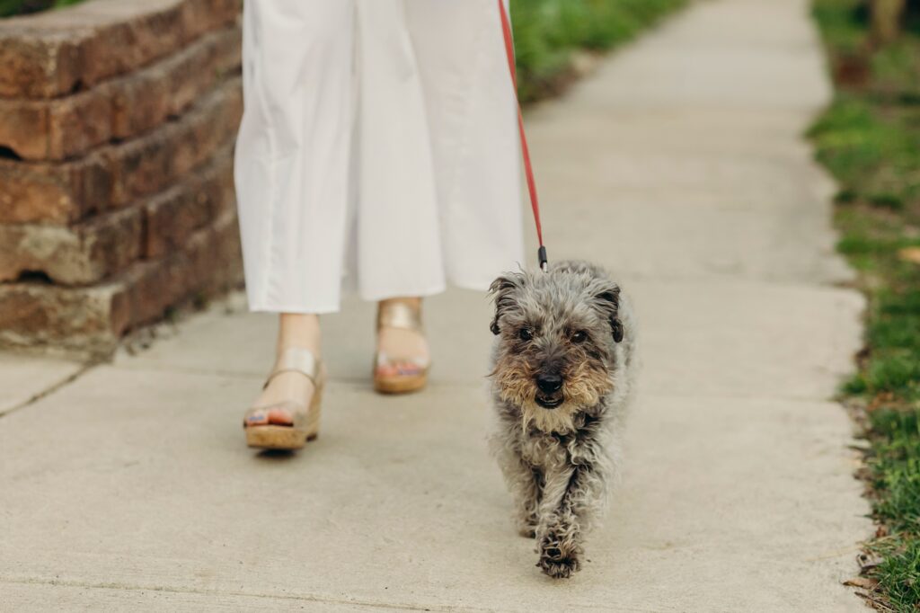 a dog walking through Chestnut Hill in Philadelphia during a pet session 