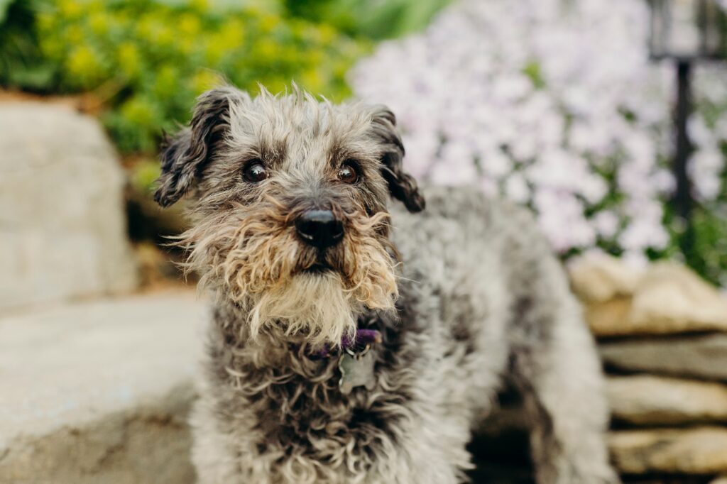 portrait of a dog during a spring pet photoshoot 