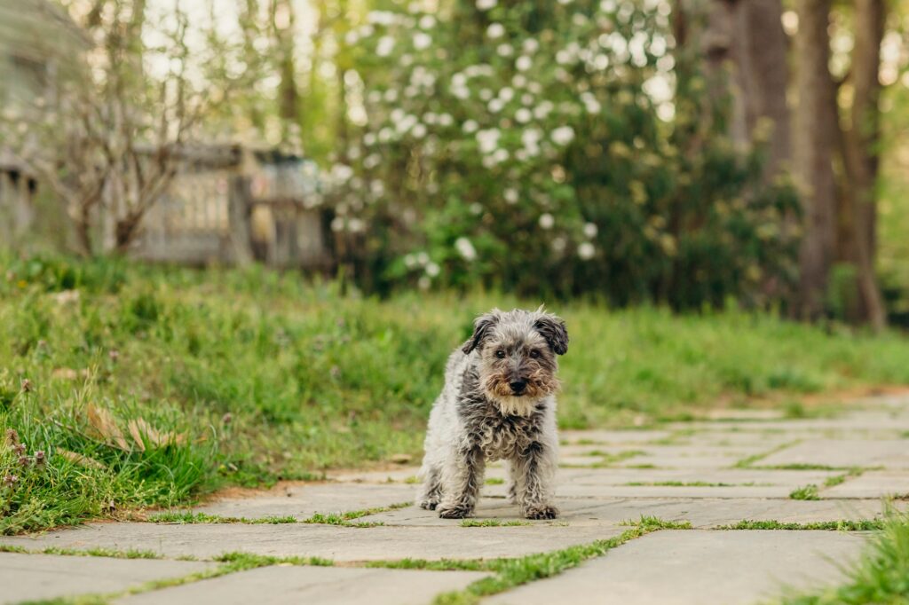 a small mixed breed dog in a Chestnut Hill park during his lifestyle pet photoshoot in Philadelphia 