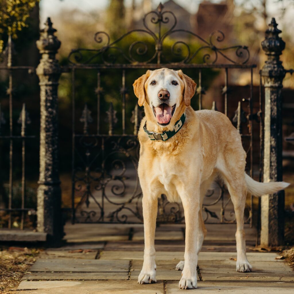 a New Jersey dog photoshoot in the winter 