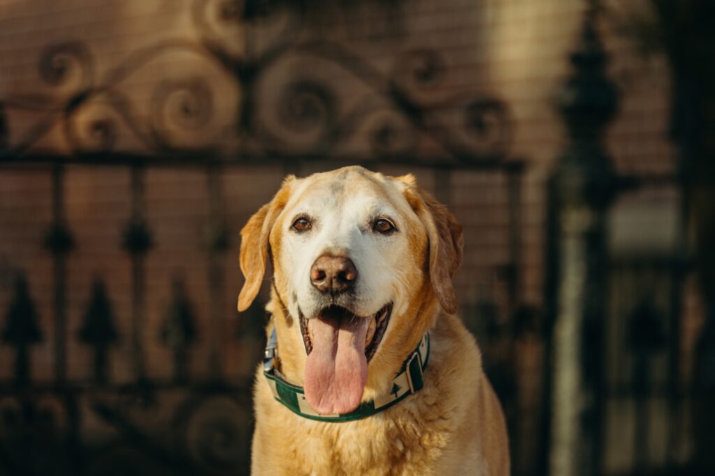 a golden lab during a Fall lifestyle dog photo session 