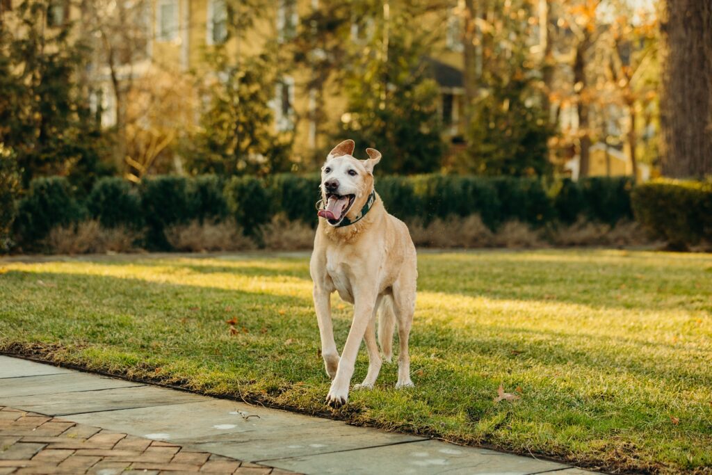 a dog running through a New Jersey backyard during his lifestyle pet session 