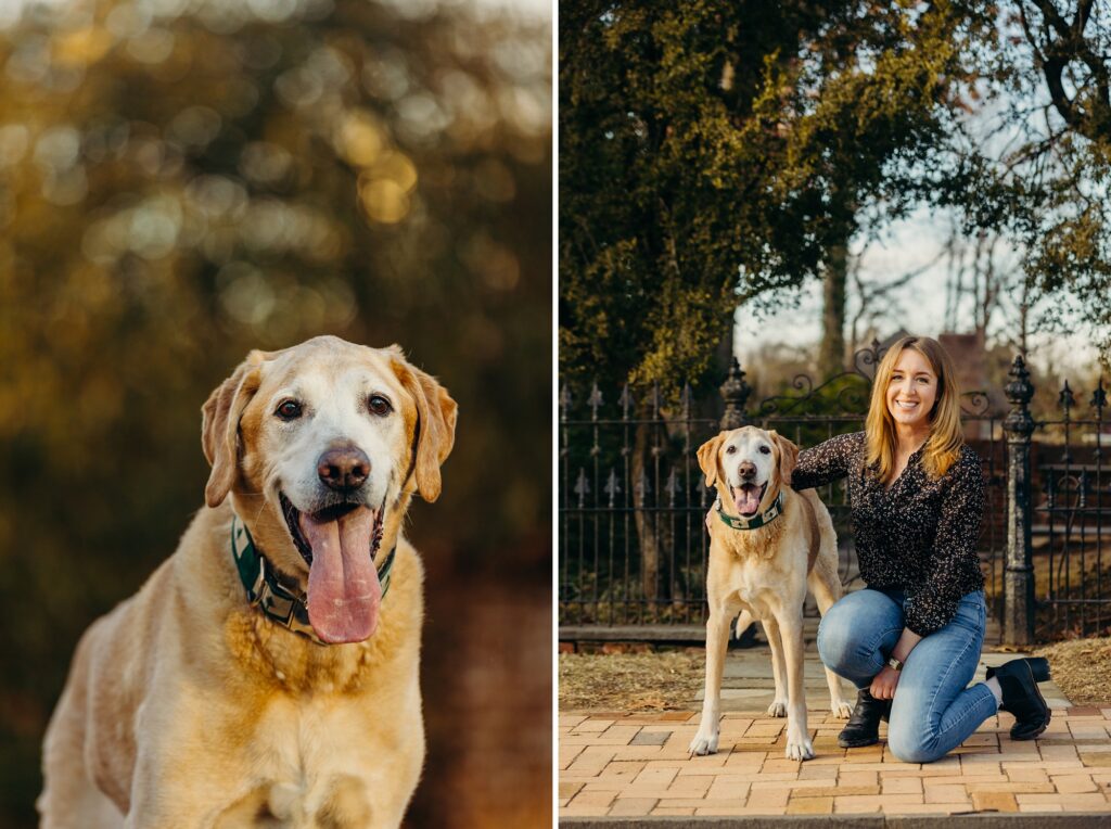 an older golden Labrador during his lifestyle pet photoshoot in Haddonfield New Jersey