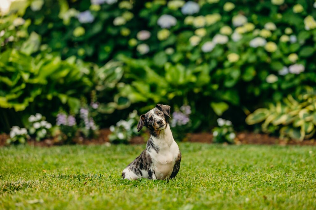 a small dachshund during a summer pet photoshoot in Philadelphia 