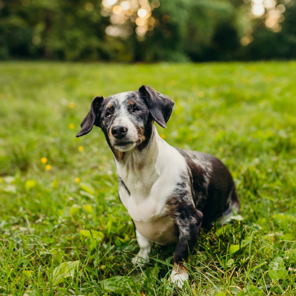 a blind dachshund during a pet photo shoot in Philadelphia 